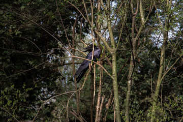 series of photos depicting various species of birds and amphibians.