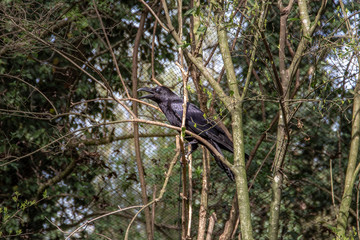 series of photos depicting various species of birds and amphibians.