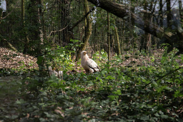 series of photos depicting various species of birds and amphibians.