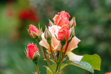 Fleurs de roses roses orangées