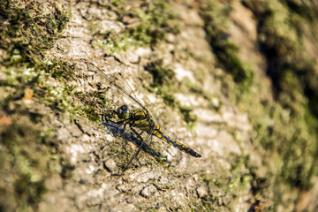 One dragonfly sitting on a tree trunk