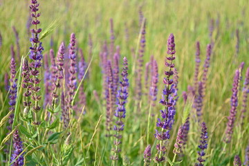 Plant Sage, beautiful background, color Glade violet