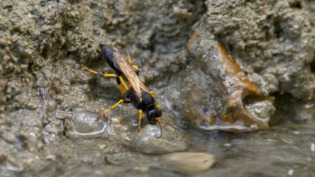Wasp Sceliphron destillatorium drinking water