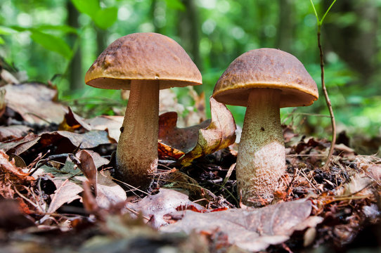 Two edible brown mushrooms (Leccinum scabrum) grow in the woods