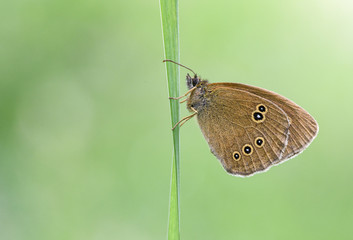 Brauner Waldvogel (Aphantopus hyperantus)