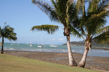 palm and coconuts at airlie beach