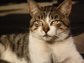 Gato griscon rayas negras y pecho blanco