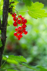 red currants growing on a branch of a bush on a sunny summer day