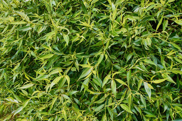 willow background, weeping willow foliage