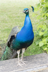 Peacocks at the Bagatelle Park, Paris