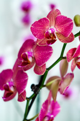 Flower background with orchid flowers. Flowers sale.