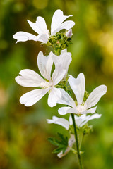 Malva con flores blancas.