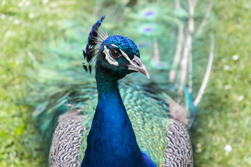 Fototapeta premium Peacocks at the Bagatelle Park, Paris