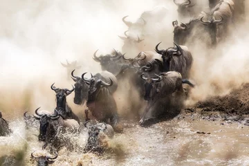 Fotobehang Wildebeest herd crossing the Mara River © Rixie