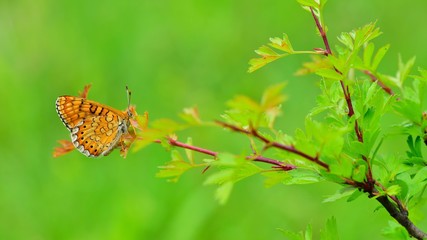 Euphydryas aurinia  205