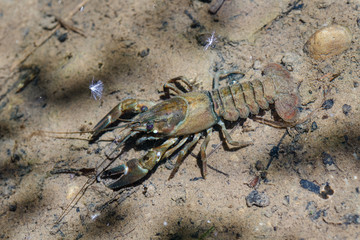 Cangrejo Señal o del Pacífico, en el agua. Pacifastacus leniusculus.