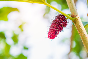 Fresh red mulberry fruits on tree branch