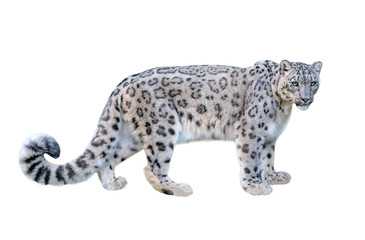 Snow leopard (Panthera uncia). Leopard, full length, isolated on white background