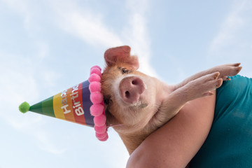 Eccentric slender woman with a hat, green shirtand glasses plays with funny red piglet in party...