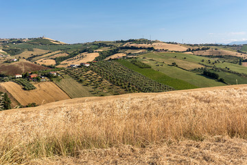 Panoramic view of olive groves and farms on rolling hills of Abruzzo