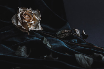 Dried white rose on gray background with dark velvet draping