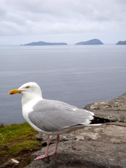 Close up of an isolated seagull on a rock overlooking the sea