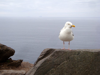 Close up of an isolated seagull on a rock overlooking the ocean