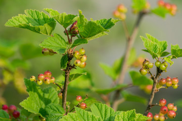 close up of Red currant bush in the garden