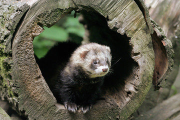 European polecat (Mustela putorius) in the den