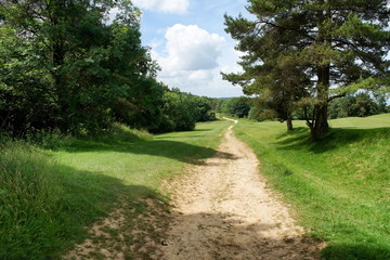 Fototapeta na wymiar Pathway between trees in English countryside