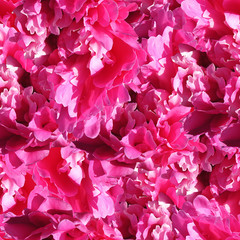 seamless pattern of pale pink peonies luxury fresh. suitable for greeting cards, invitations for wedding napkins and wrapping paper