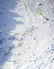 cement background with bird tracks and green plant