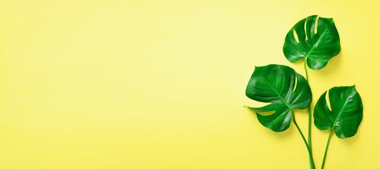 Green monstera leaves on yellow background with copy space. Top view. Banner. Minimal design. Exotic plant. Creative summer flat lay. Pop art trend