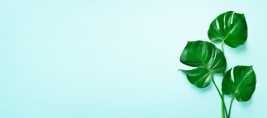 Green monstera leaves on blue background with copy space. Top view. Minimal design. Exotic plant. Creative summer flat lay. Pop art trend. Banner