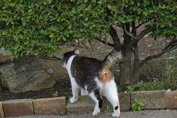 外猫