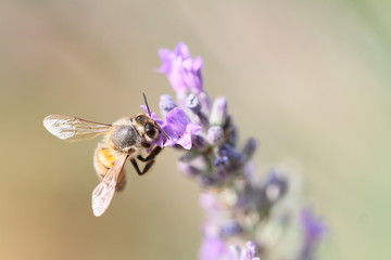 lavandes et son abeille/1/2018