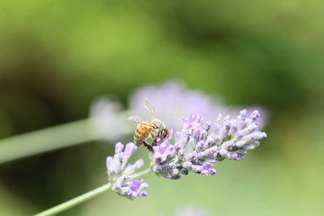 lavandes et son abeille /cc