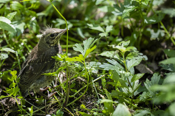 Naklejka na ściany i meble Female of nightingale sits on ground in forest among grass. Sunny summer day.