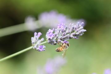 lavandes et son abeille 2018