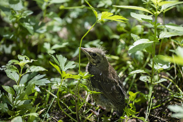 Female of nightingale sits on ground in forest among grass. Sunny summer day.