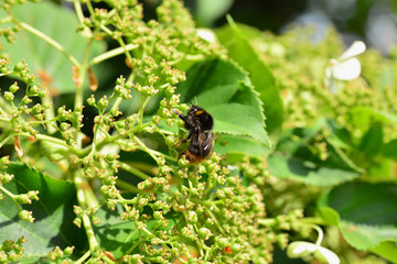 Hummel an Hortensie
