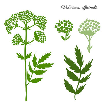 Valeriana officinalis hand drawn vector illustration isolated on white background, decorative silhouette branch herb for design package cosmetic, organic medicine, greeting card, herbal green tea