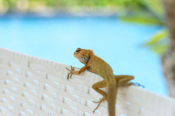 Yellow lizard on swimming pool chair