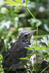 Obraz premium Female of nightingale sits on ground in forest among grass. Sunny summer day.