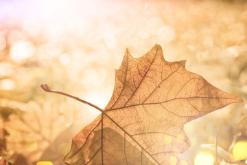 leaves background nature 