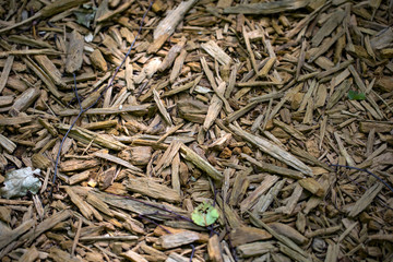 Finely recycled wood chips. Branches and leaves lie on chips.