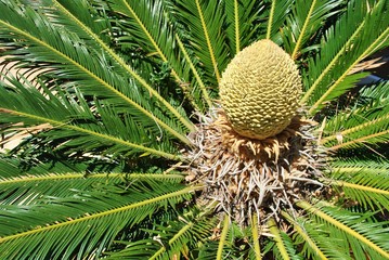 Sagowiec, Cycas