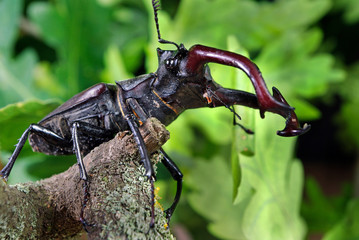 Stag beetle in an oak forest. Closeup