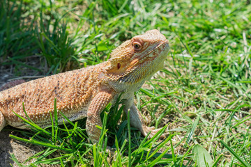 Closeup of a Bearded Dragon (Pogona vitticeps) on green grass. Exotic domestic pet.