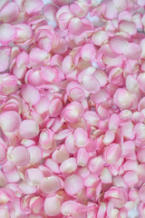 Pink rose petals. Background